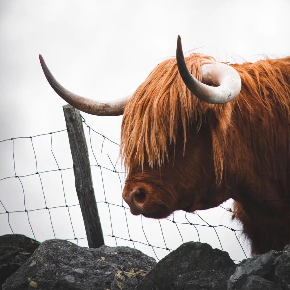 Male Highland Bull Horns