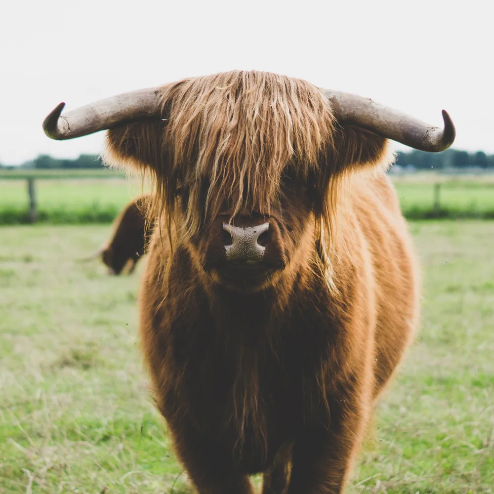 Male Highland Bull