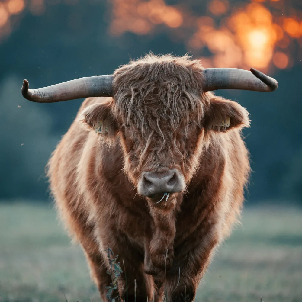 Male Highland Bull