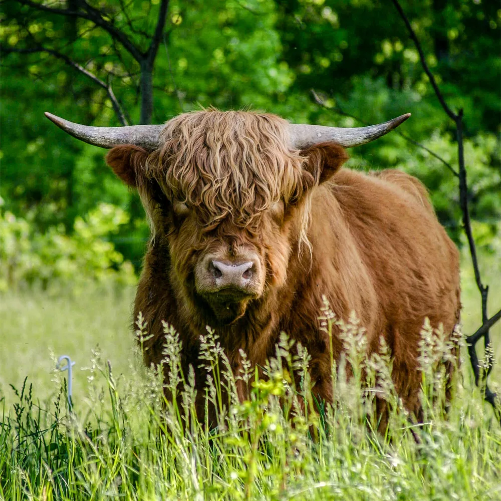 Male Highland Bull