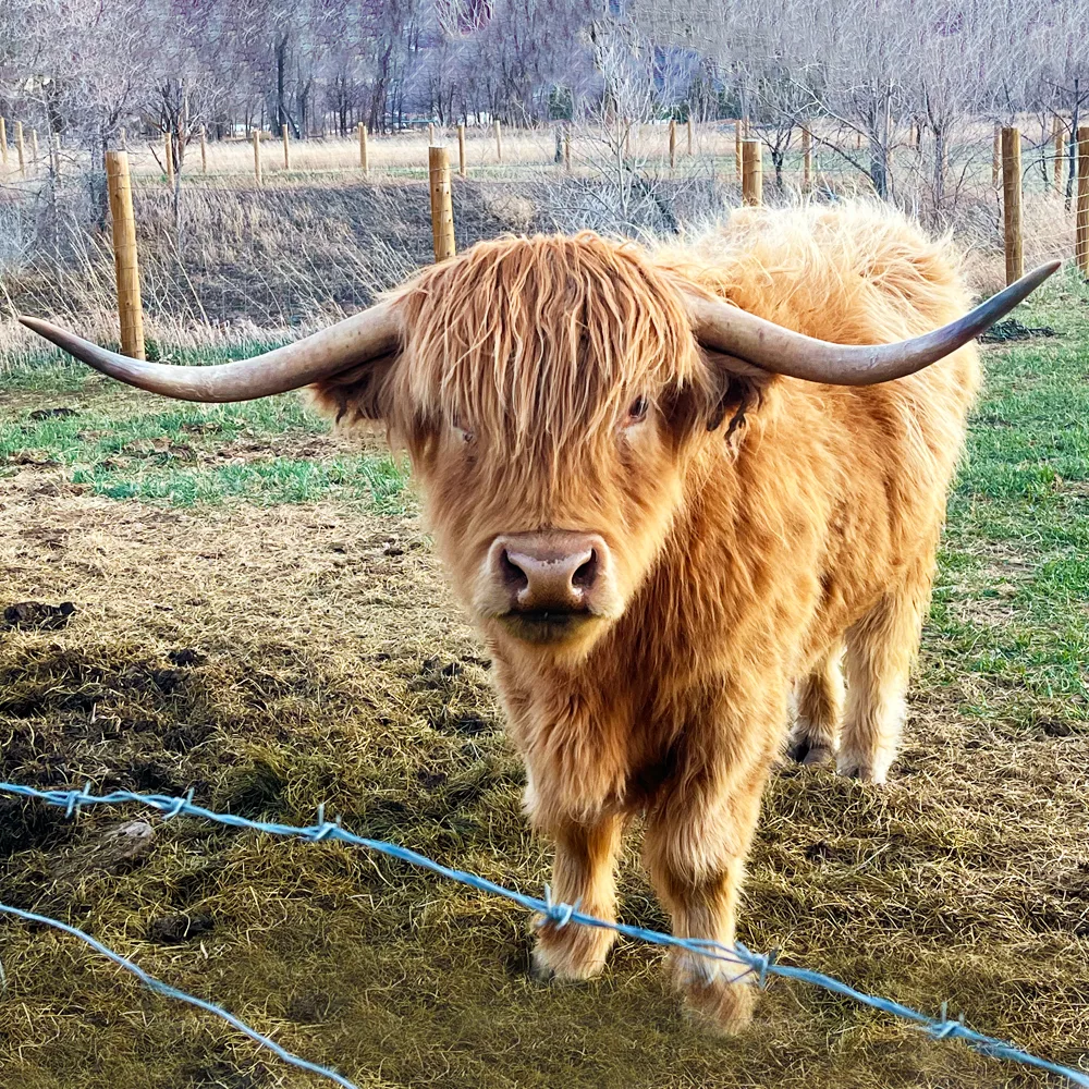 Highland Steer Horns