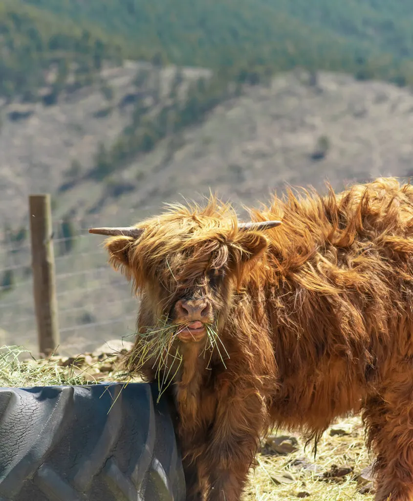 Highland Cow Plush Toy - Grandfather Scottish