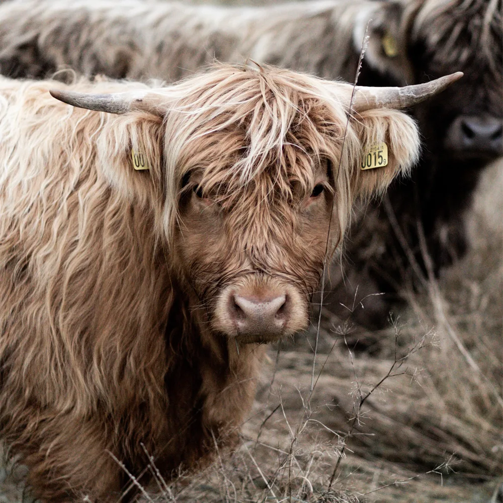 Young Highland Steer Horns