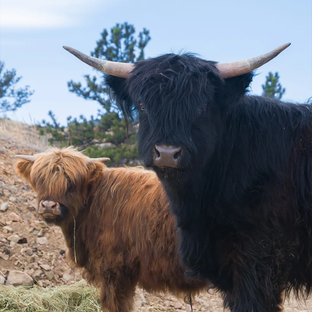 Young Highland Steers