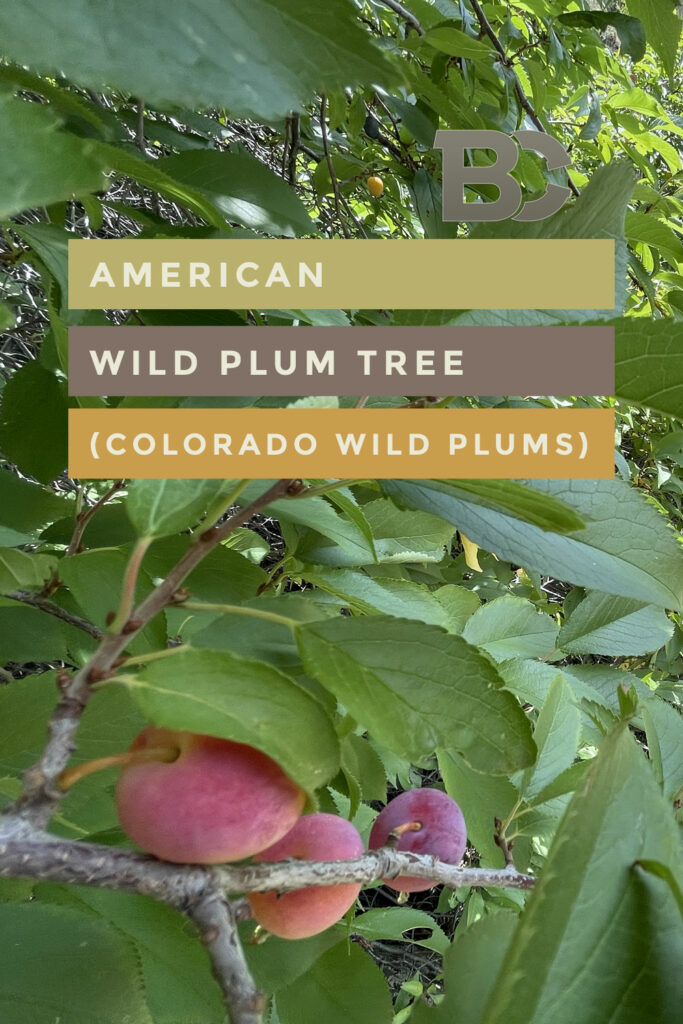 American Wild Plum Tree (Colorado Wild Plums)