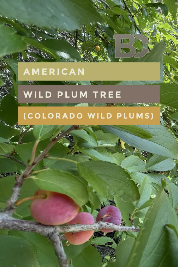 American Wild Plum Tree (Colorado Wild Plums)