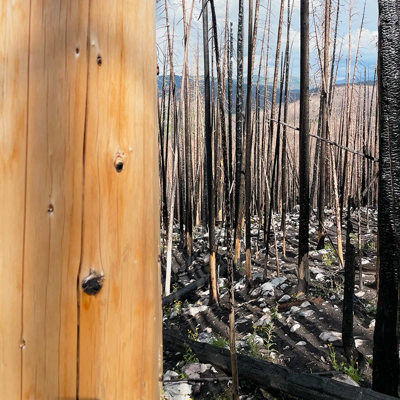 Cameron Peak Burn Scar