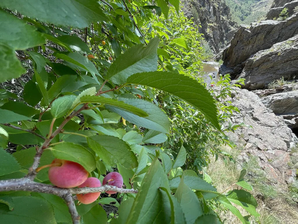 Colorado Wild Plum