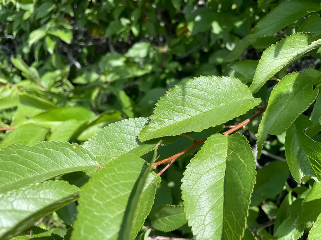 Leaves on Wild Plum Tree