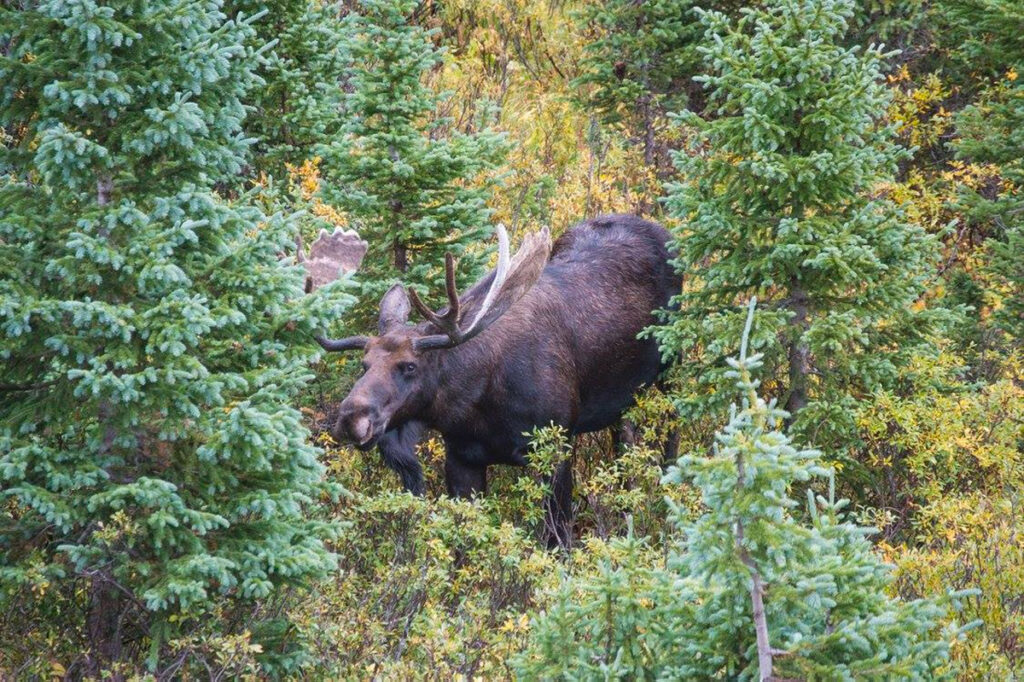 Moose Near Cameron Pass