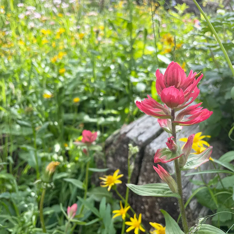 Wildflowers on Blue Lake Trail