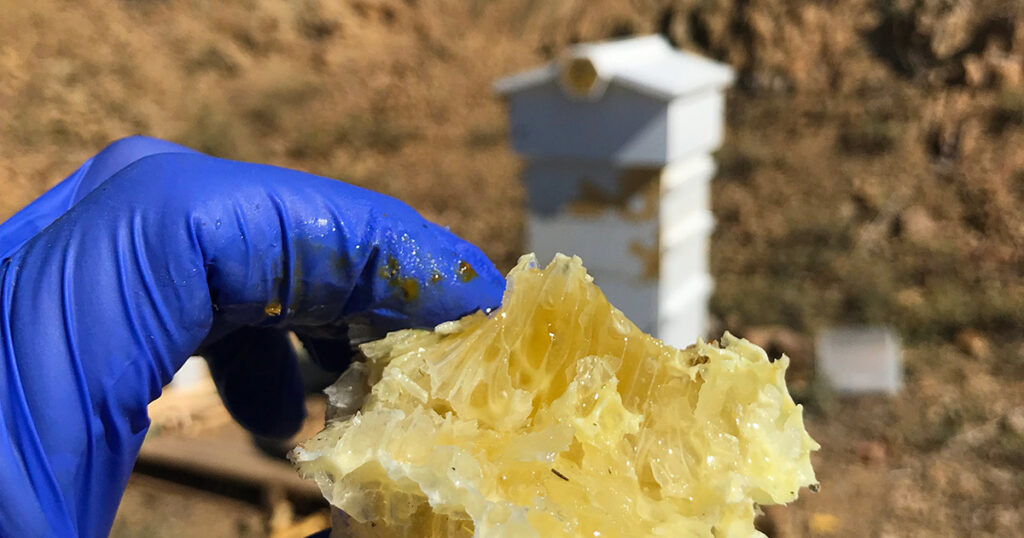 Sweet Survival: Harnessing the Power of Honey for Long-Term Food Storage