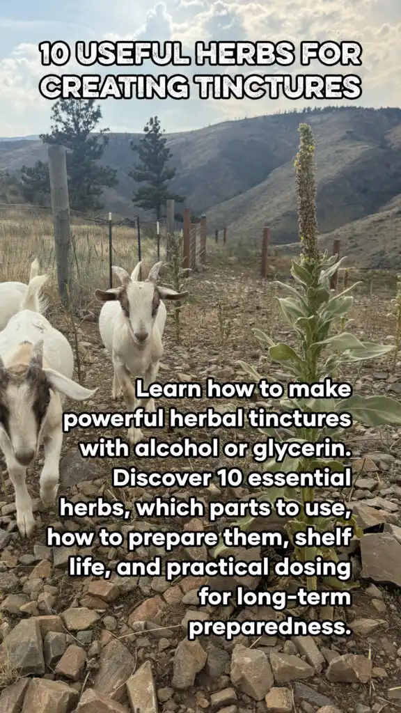 Herbs for Creating Tinctures