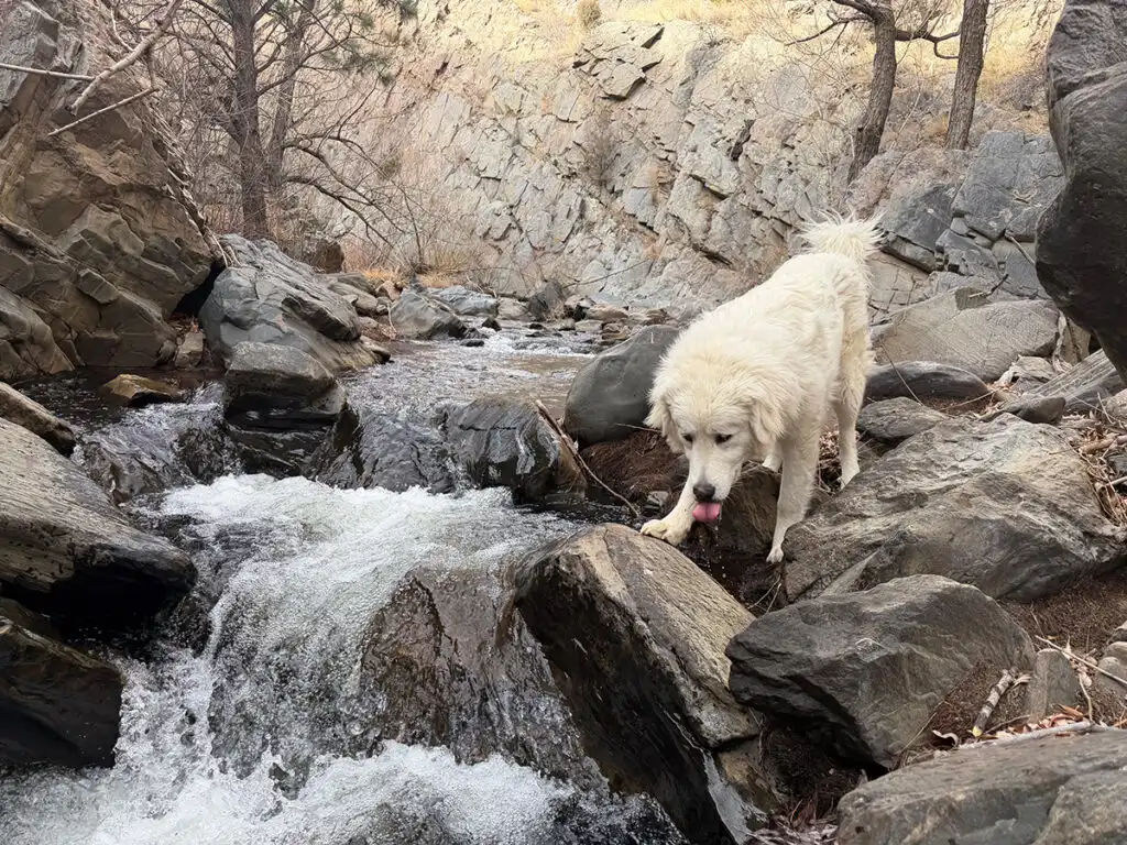 Diesel with SpotOn Fence