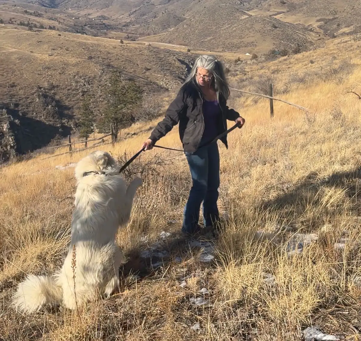 Photo of Livestock Guardian Dog being Trained