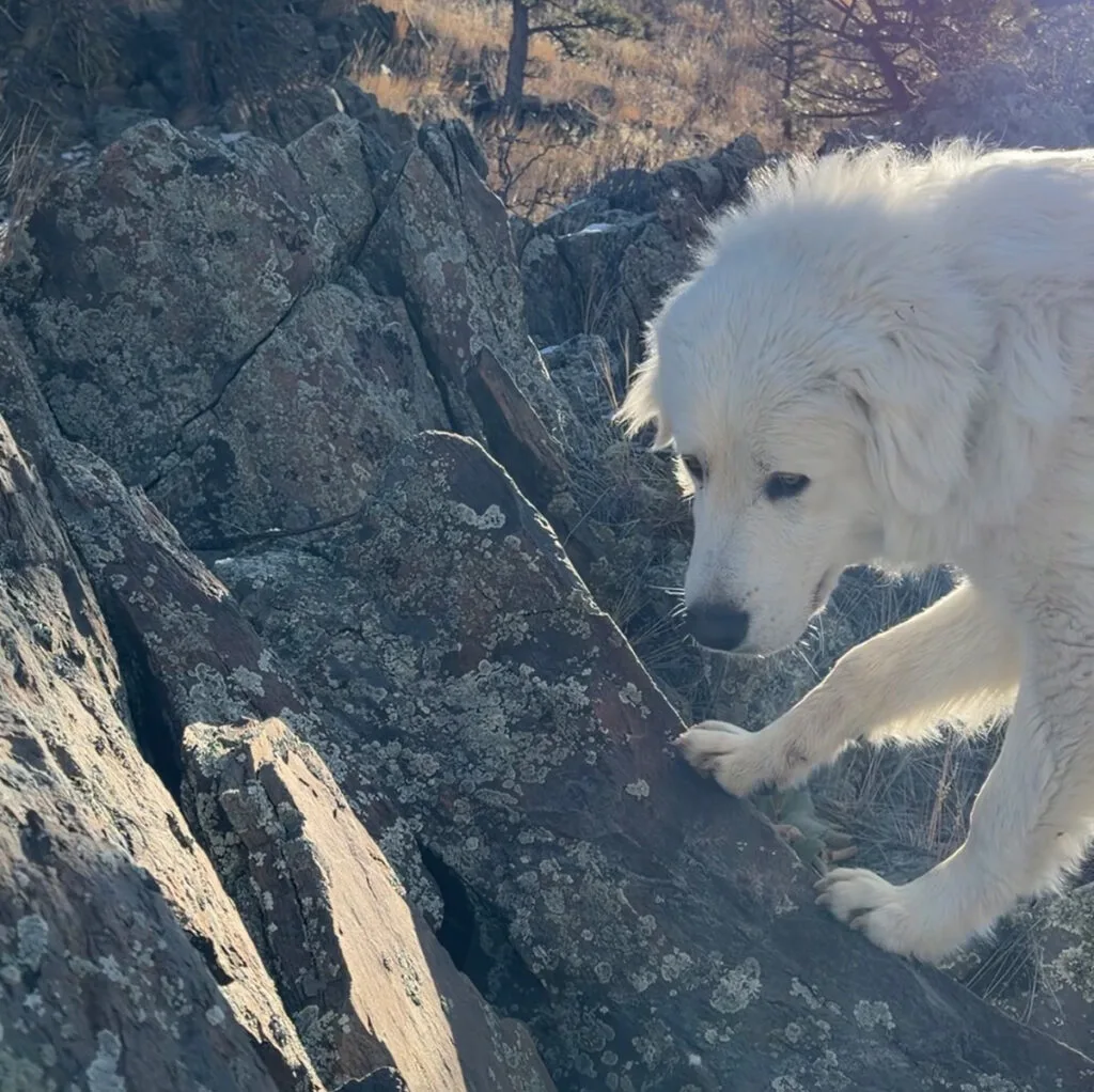 rough terrain dog fence
