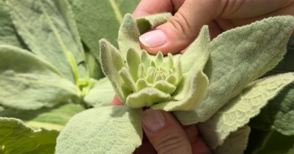 How to Harvest, Dry & Store Mullein