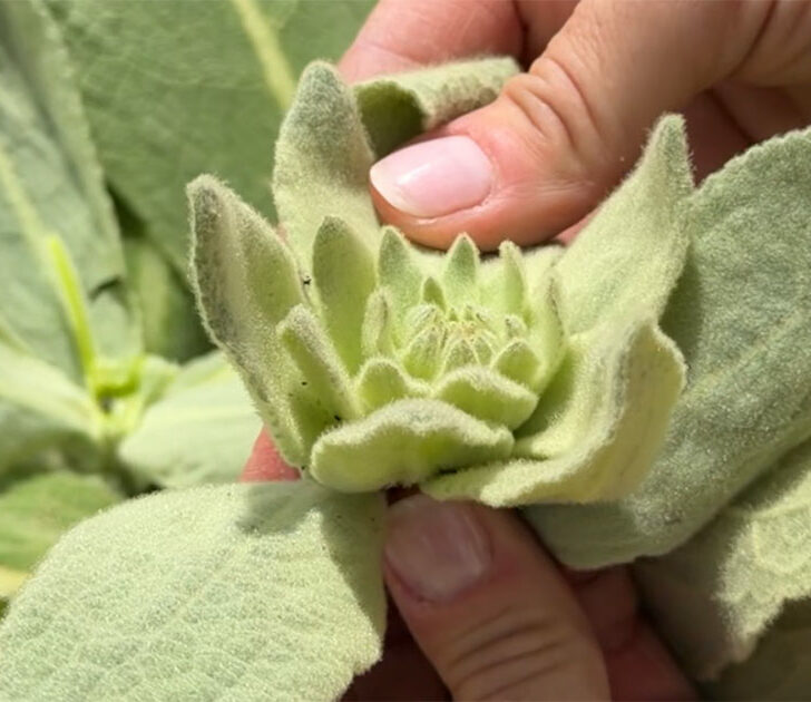 How to Harvest, Dry & Store Mullein